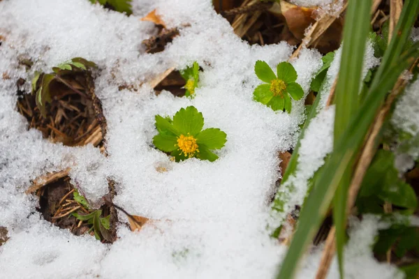 Eerste Wilde Bloemen Bedekt Met Sneeuw Late Sneeuw Maart — Stockfoto