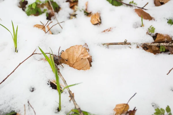 五彩斑斓的树叶点缀在雪地上 在阳光下闪闪发光 — 图库照片