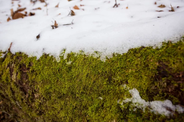 Вічнозелений Мох Покритий Весняним Снігом Березні — стокове фото
