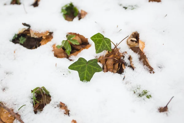 Вічнозелений Отруйний Плющ Вкритий Снігом Березні — стокове фото