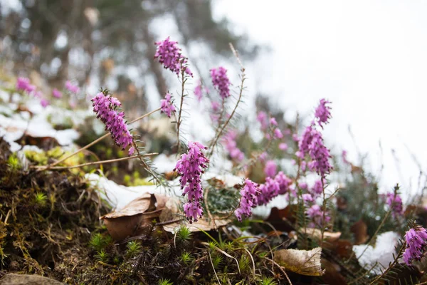 First wild flowers covered with snow. Late snow in March