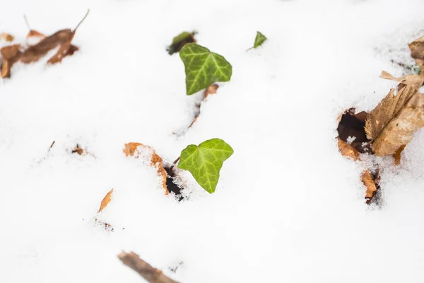Вечнозеленый Ядовитый Плющ Покрытый Снегом Марте Лицензионные Стоковые Фото