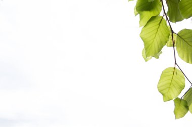 Baharda taze yapraklar. İlkbaharda doğanın dalında