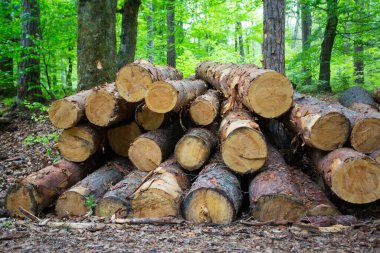 Ormanda taze kesilmiş çam ağaçları satılmayı bekliyor.