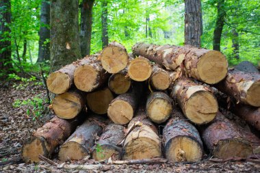 Ormanda taze kesilmiş çam ağaçları satılmayı bekliyor.