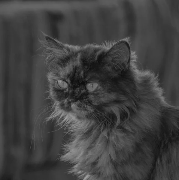 黒と白の技術で長いひげを生やした古い猫 — ストック写真