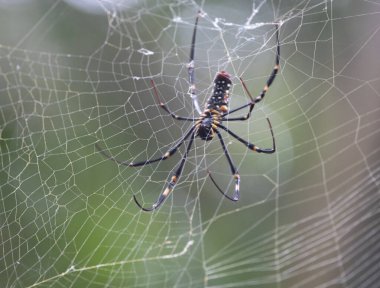 Örümcek, ormanda ölümcül bir ağa adım atmak için yeni avını bekliyor.