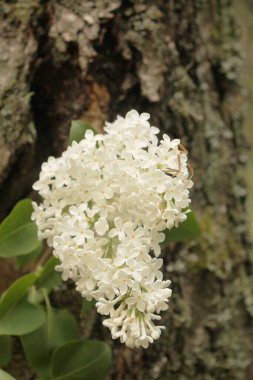 Ağaç gövdesinin arka planında güzel beyaz bir leylak dalı.