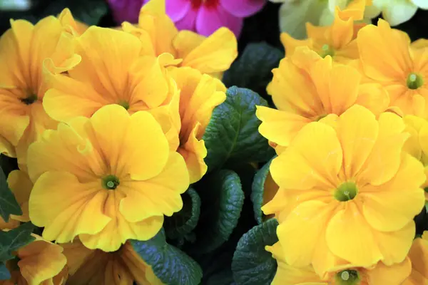 Güzel, sarı, çuha çiçeği.