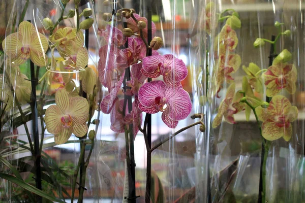 Bir mağazada satılık orkide çiçekleri.
