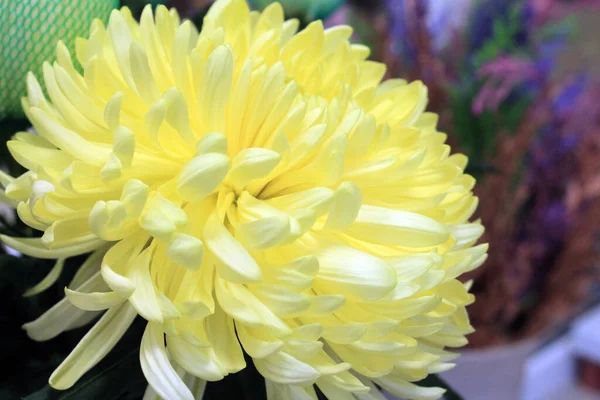 Çok güzel bir çiçek. Sarı kasımpatı