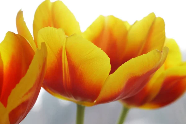 Laleler sarı - arka planda kırmızı.