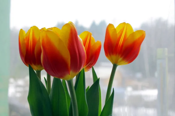 Laleler sarı - arka planda kırmızı.