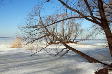 Göl buz ve karla kaplıydı. Kıyıdaki ağaçlar mavi gökyüzüne karşı.