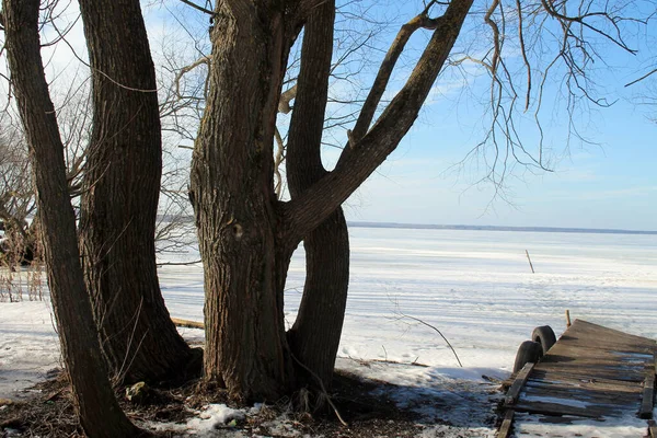 Göl buz ve karla kaplıydı. Kıyıdaki ağaçlar mavi gökyüzüne karşı.