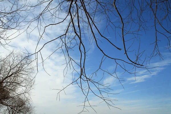 青空を背景に葉のない木の枝 — ストック写真