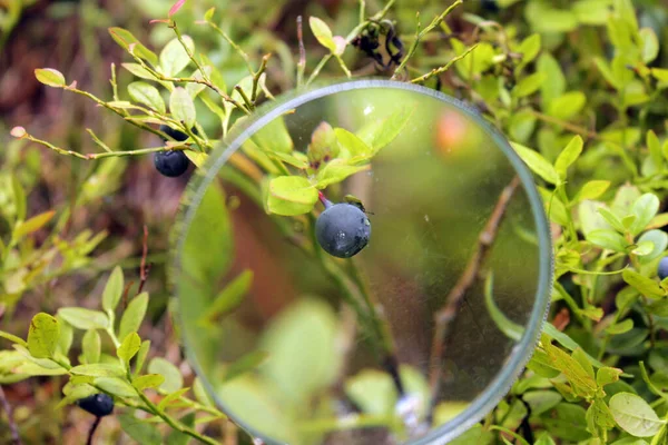 Büyüteçin altında böğürtlen olan bir dal..