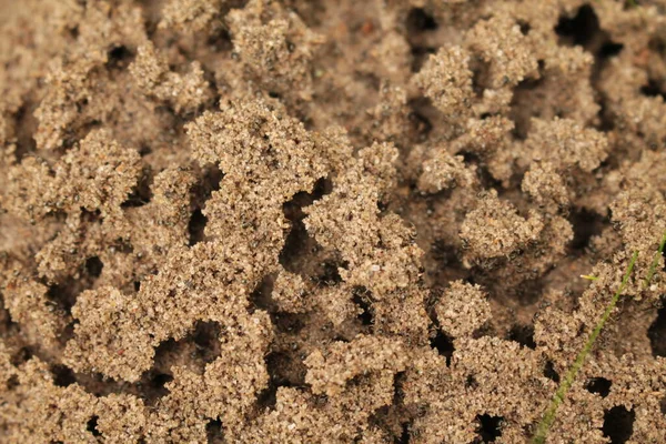 Boden Mit Ameisenhaufen Unter Der Lupe — Stockfoto