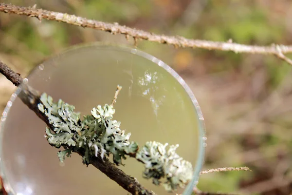 Büyüteç altında bir ağaç dalı.. 