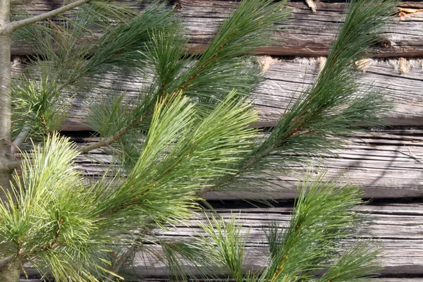 松の緑の枝 丸太の壁を背景にした杉 — ストック写真