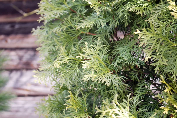 Kütük Duvarın Arka Planında Thuja Yeşil Ağacı — Stok fotoğraf