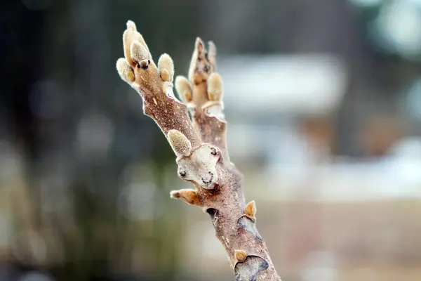 Frühlingsnatur Schwellende Knospen Den Bäumen — Stockfoto