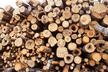 Kesilmiş ağaç gövdeleri yığılmış. Ormanı hasat ediyorum..