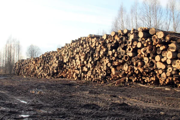 Kesilmiş ağaç gövdeleri yığılmış. Ormanı hasat ediyorum..