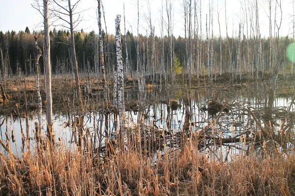 Bataklık. Baharda akşam güneşinin altında kurumuş ağaç gövdeleri..