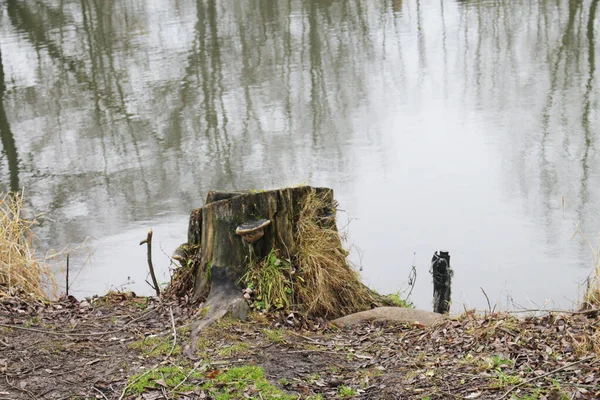 Nehir kıyısında kütük var. Sonbahar havası.
