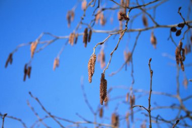 İlkbaharda tomurcuklu huş dalı.