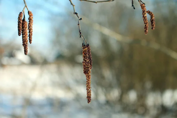 İlkbaharda tomurcuklu huş dalı.