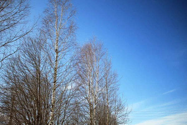 晴れた日に青い空に春の鳥 — ストック写真