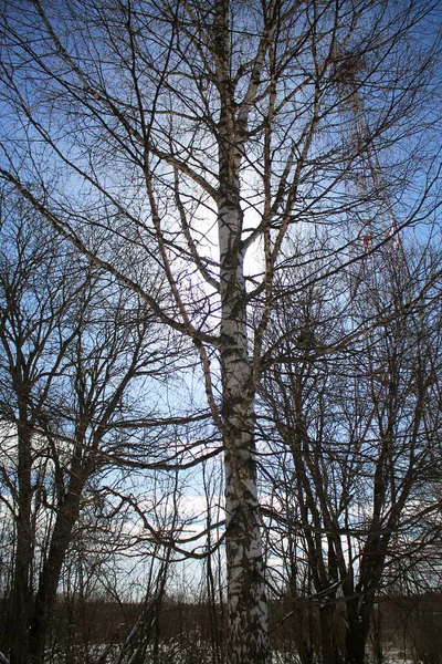 Açık bir günde mavi gökyüzüne karşı bahar huş ağaçları. Ağacın arkasındaki güneş.