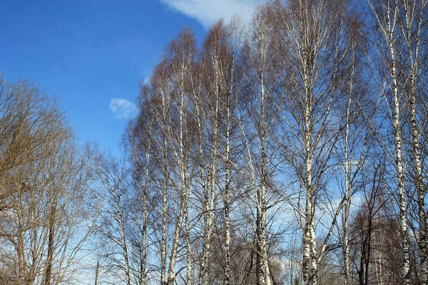 Vidoeiros Primavera Contra Céu Azul Dia Claro — Fotografia de Stock