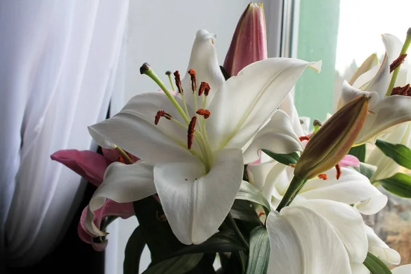  Pencerede beyaz ve pembe renkli güzel zambak çiçekleri.