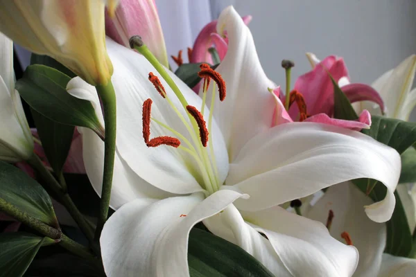  Pencerede beyaz ve pembe renkli güzel zambak çiçekleri.