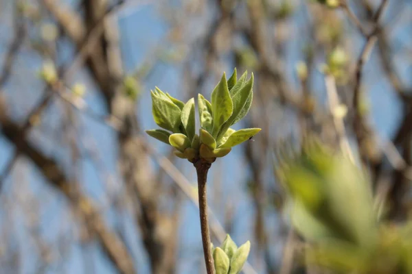 Çiçek açan yaprakları olan leylak ağacı dalı.