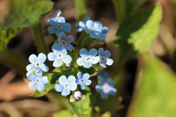 Mavi küçük bahar çiçekleri yeşil yapraklardan oluşan arka planda yakın plan.