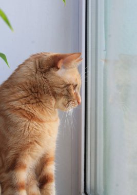 #Art 'ı kilitle. Güzel bir kızıl kedi pencereden dışarı bakıyor..