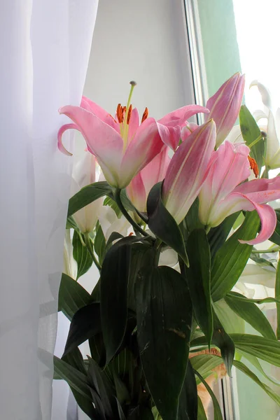 Pencerede güzel pembe beyaz zambaklar.