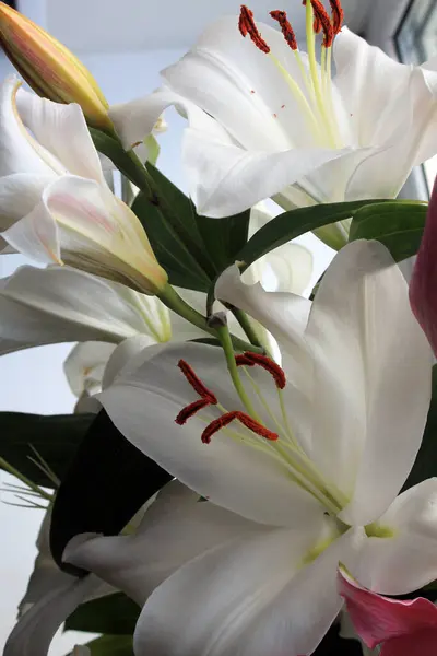 Beyaz zambak çiçekleri kapanıyor.