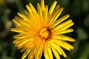 Güzel sarı karahindiba çiçeği yakından..