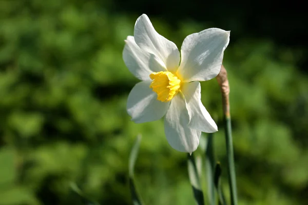 黄色のセンターアップと美しい白いナルシスの花 — ストック写真