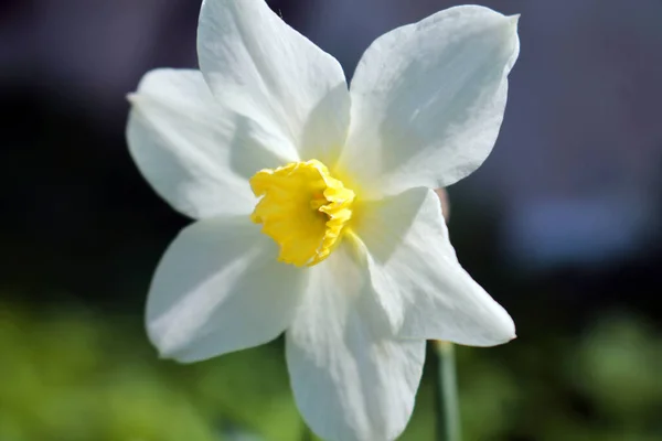 Bela Flor Narciso Branco Com Centro Amarelo Close — Fotografia de Stock