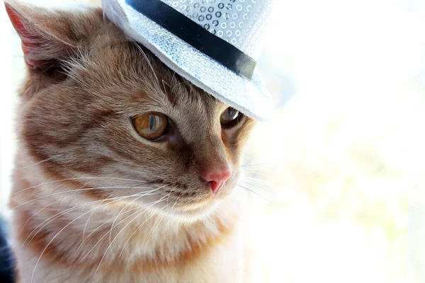 Nahaufnahme Einer Schönen Ingwerkatze Mit Festlichem Weißen Glänzenden Hut — Stockfoto