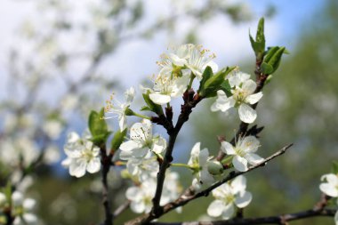 Bir dal kiraz, güzel çiçekli erikler..