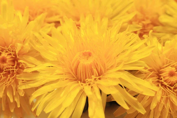 Желтые Красивые Весенние Цветы Одуванчиков — стоковое фото