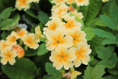 Bahar bahçesindeki güzel sarı çiçekleri.