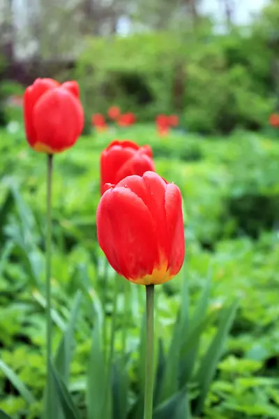 Yeşil bitkilerin arka planında kırmızı lalelerin güzel çiçekleri.